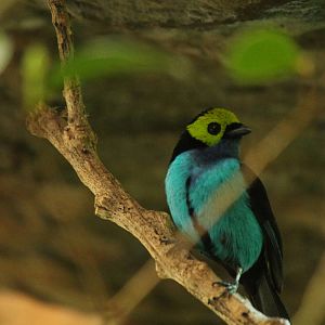 Paradise Tanager