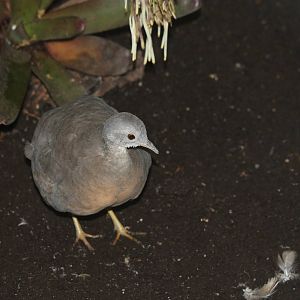 Little Tinamou