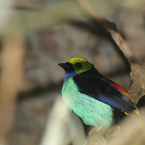 Paradise Tanager