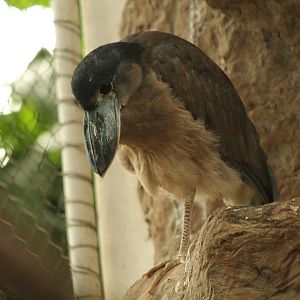 Boat-billed Heron
