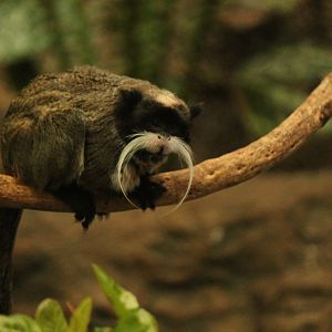 Emperor Tamarin