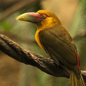 Saffron Toucanet