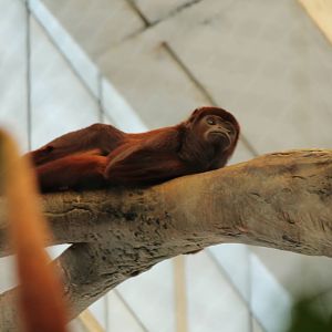 Red Howler monkey