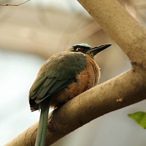Blue-crowned Motmot