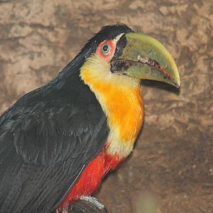 Green-billed Toucan
