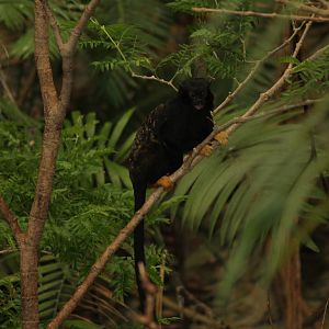 Red-Handed Tamarin