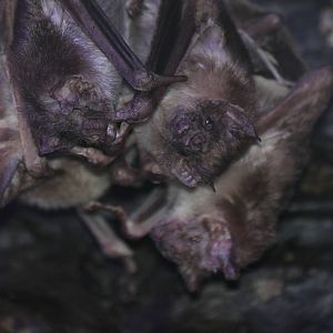 Common Vampire Bats