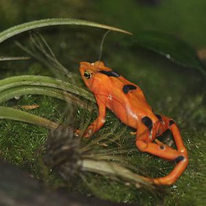 Panamanian Golden Frog