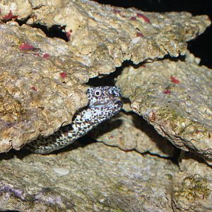 Spotted Moray Eel