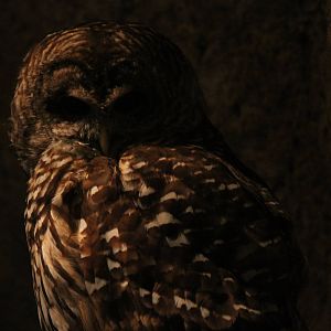 Barred Owl