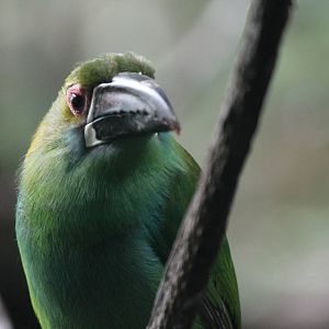 Crimson-Rumped Toucanet