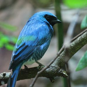 Swallow Tanager