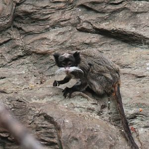 Emperor Tamarin