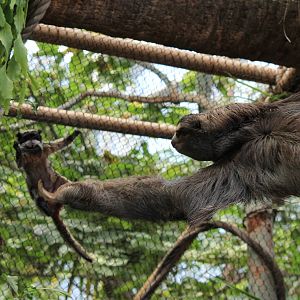 Three-Toed Sloth and Emperor Tamarin