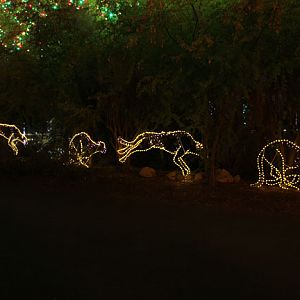 ZooLights