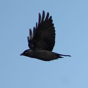 jackdaw
