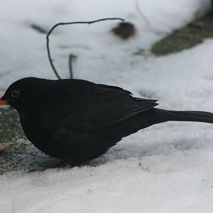 blackbird - male