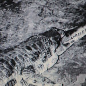 gavial