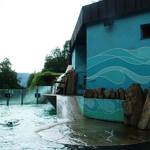 Sea Lion Pool at Usti, 29/08/12
