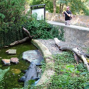 Outdoor Alligator Pool at Usti, 29/08/12