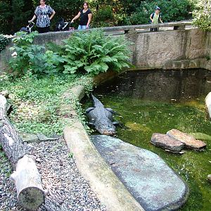 Outdoor Alligator Pool at Usti, 29/08/12