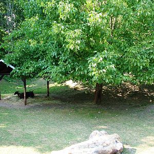 Anoa Paddock at Usti, 29/08/12