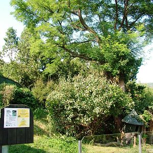 Red Panda Exhibit at Usti, 29/08/12