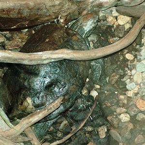 Balkan Terrapin at Usti, 29/08/12