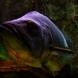 Peacock Cichlid at Usti, 29/08/12