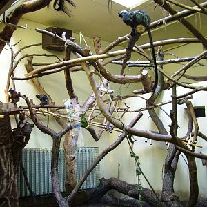 Tamarin Enclosure at Usti, 29/08/12