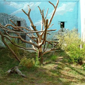Amur Leopard Exhibit at Usti, 29/08/12