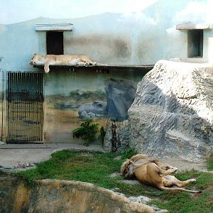 Angolan Lion Exhibit at Usti, 29/08/12