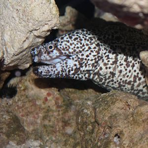Spotted Moray Eel