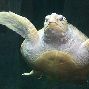 Loggerhead Sea Turtle