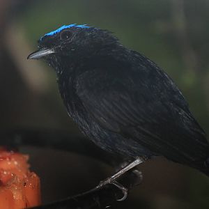 Blue-Crowned Manakin
