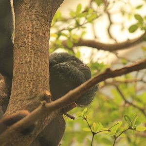 Red-Backed Bearded Saki