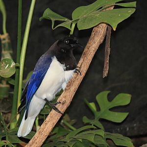 Curl-Crested Jay