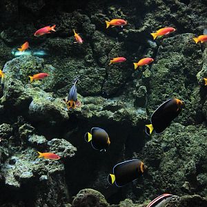 Angelfish and Anthias
