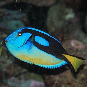 Blue Hippo Tang