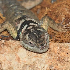 Spiny Liazard