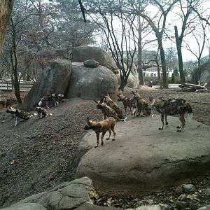 African Wild Dog Pups.
