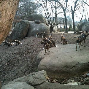 African Wild Dog Pups.