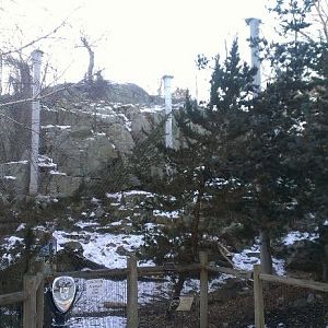 Snow Leopard Exhibit 1-10-13