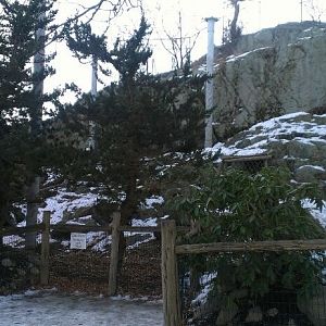 Snow Leopard Exhibit 1-10-13