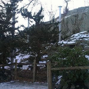 Snow Leopard Exhibit 1-10-13