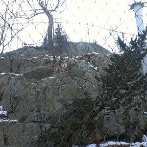 Snow Leopard Exhibit 1-10-13