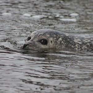 seal