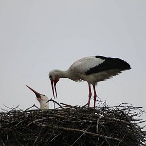 storks on the nest