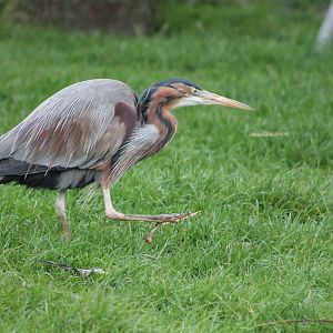 purple heron