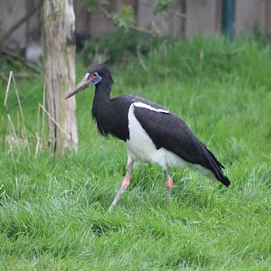 abdim stork